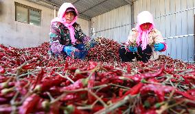 Farmers Harvest Semi-dried Peppers in Zhangye