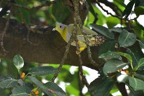 India Wildlife