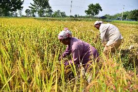 Daily Life In India