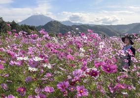 Cosmos in full bloom at flower park in western Japan