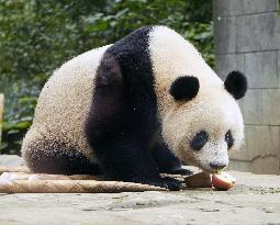 Tokyo-born panda in China