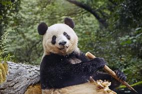 Tokyo-born panda in China