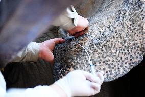 Wildlife Physical Examination in Qingdao