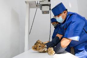 Wildlife Physical Examination in Qingdao