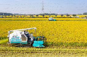 Unmanned Harvesters Harvest Rice in A Field in Suzhou