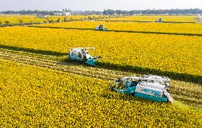 Unmanned Harvesters Harvest Rice in A Field in Suzhou