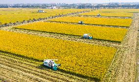 Unmanned Harvesters Harvest Rice in A Field in Suzhou