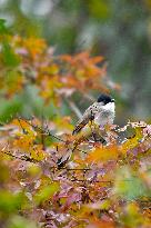 A Bird Rests on A Tree
