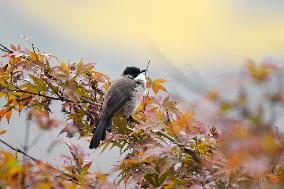 A Bird Rests on A Tree