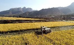 Rice Harvesting in Handan