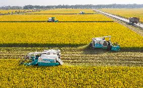 Unmanned Harvesters Harvest Rice in A Field in Suzhou
