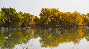 Tarim River Populus Euphratica