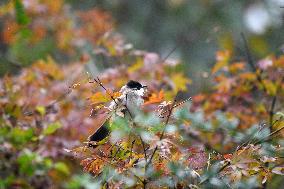 A Bird Rests on A Tree