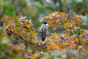 A Bird Rests on A Tree