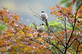 A Bird Rests on A Tree