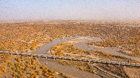 Tarim River Populus Euphratica