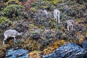 Bue Sheep at  Yading Scenic Spot in Ganzi