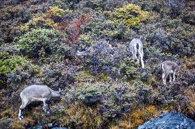 Bue Sheep at  Yading Scenic Spot in Ganzi