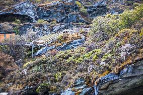 Bue Sheep at  Yading Scenic Spot in Ganzi