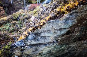 Bue Sheep at  Yading Scenic Spot in Ganzi