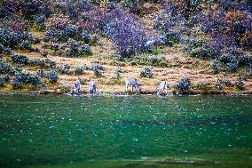 Bue Sheep at  Yading Scenic Spot in Ganzi