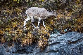 Bue Sheep at  Yading Scenic Spot in Ganzi