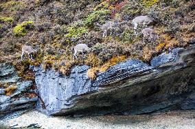 Bue Sheep at  Yading Scenic Spot in Ganzi