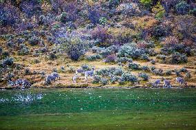 Bue Sheep at  Yading Scenic Spot in Ganzi