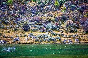 Bue Sheep at  Yading Scenic Spot in Ganzi