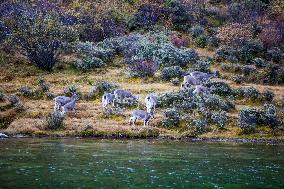 Bue Sheep at  Yading Scenic Spot in Ganzi