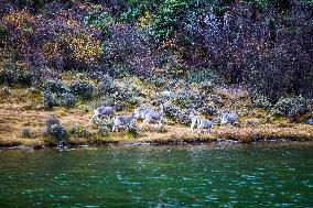 Bue Sheep at  Yading Scenic Spot in Ganzi