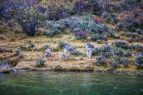 Bue Sheep at  Yading Scenic Spot in Ganzi