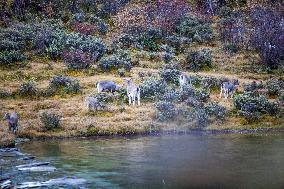 Bue Sheep at  Yading Scenic Spot in Ganzi