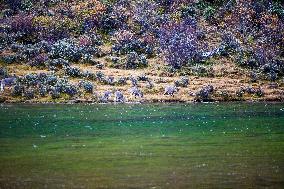 Bue Sheep at  Yading Scenic Spot in Ganzi