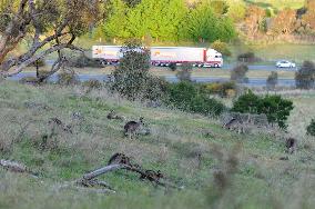 AUSTRALIA-CANBERRA-KANGAROO