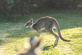 AUSTRALIA-CANBERRA-KANGAROO