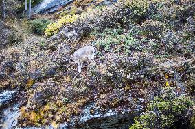 Bue Sheep at  Yading Scenic Spot in Ganzi