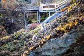 Bue Sheep at  Yading Scenic Spot in Ganzi