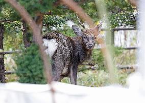 Deer in Sapporo residential area