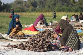 AFGHANISTAN-NANGARHAR-PINE NUTS
