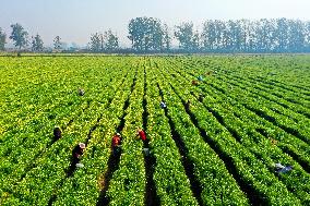 Villagers Harvesting Yellow Chrysanthemum in A Field in Xuzhou