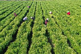 Villagers Harvesting Yellow Chrysanthemum in A Field in Xuzhou