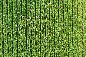 Villagers Harvesting Yellow Chrysanthemum in A Field in Xuzhou