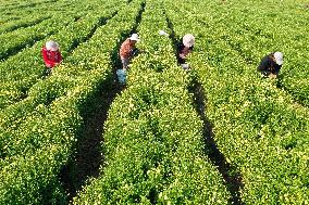 Villagers Harvesting Yellow Chrysanthemum in A Field in Xuzhou