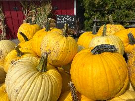 Halloween Pumpkins In Canada