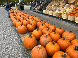 Halloween Pumpkins In Canada