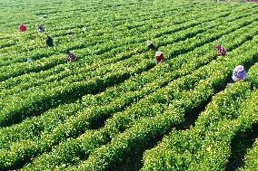 Villagers Harvesting Yellow Chrysanthemum in A Field in Xuzhou