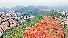 Vegetation Landscape in Jinan