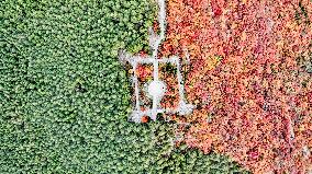 Vegetation Landscape in Jinan