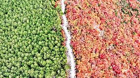 Vegetation Landscape in Jinan